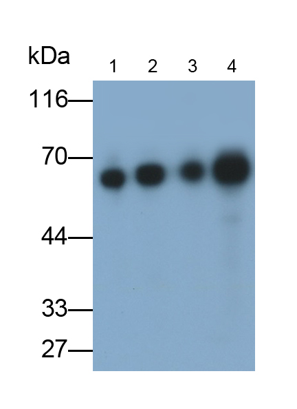 Monoclonal Antibody to Kelch Like ECH Associated Protein 1 (KEAP1)