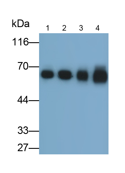 Monoclonal Antibody to Kelch Like ECH Associated Protein 1 (KEAP1)