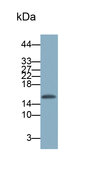 Monoclonal Antibody to Microtubule Associated Protein 1 Light Chain 3 Alpha (MAP1LC3a)