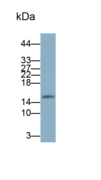 Monoclonal Antibody to Microtubule Associated Protein 1 Light Chain 3 Alpha (MAP1LC3a)