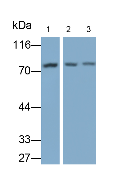 Monoclonal Antibody to F-Box Protein 42 (FBXO42)