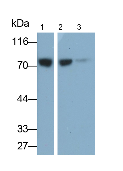Monoclonal Antibody to F-Box Protein 42 (FBXO42)