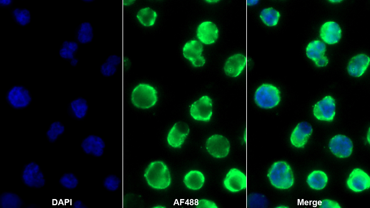 Monoclonal Antibody to T-Cell Immunoreceptor With Ig And ITIM Domains Protein (TIGIT)