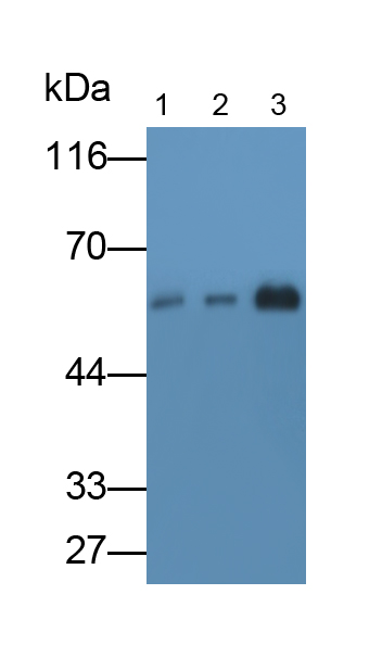 Monoclonal Antibody to Amylase Alpha 2B, Pancreatic (AMY2B)