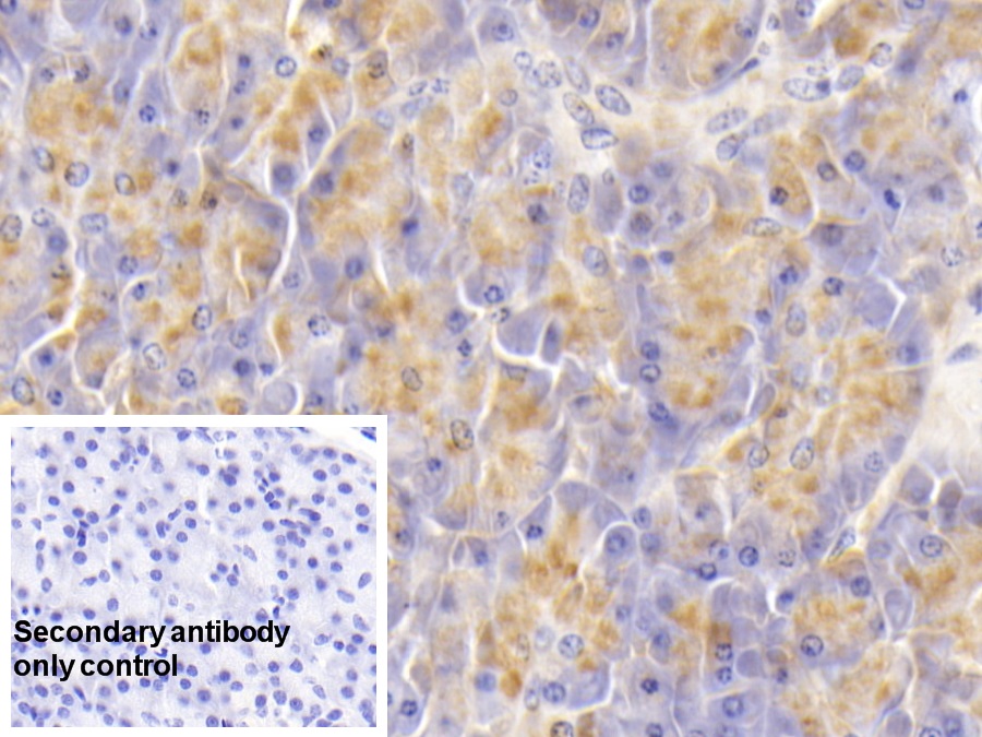Monoclonal Antibody to Amylase Alpha 2B, Pancreatic (AMY2B)