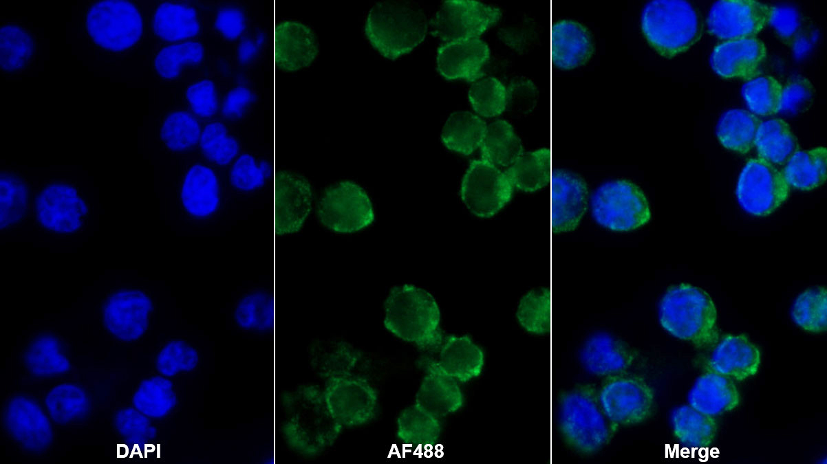 Monoclonal Antibody to Peptidase Inhibitor 16 (PI16)