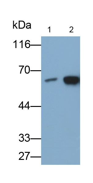 Polyclonal Antibody to Angiopoietin 1 (ANGPT1)