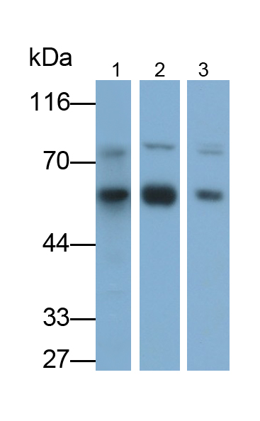 Polyclonal Antibody to Angiopoietin 2 (ANGPT2)