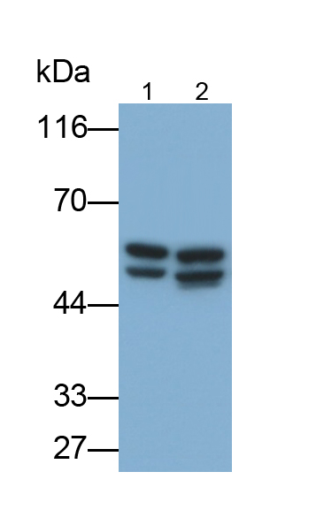 Polyclonal Antibody to Bone Morphogenetic Protein 2 (BMP2)