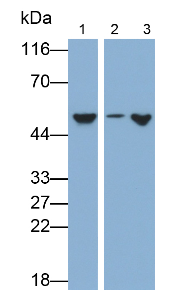 Polyclonal Antibody to Bone Morphogenetic Protein 2 (BMP2)