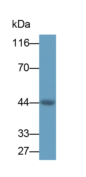 Polyclonal Antibody to Bone Morphogenetic Protein 2 (BMP2)