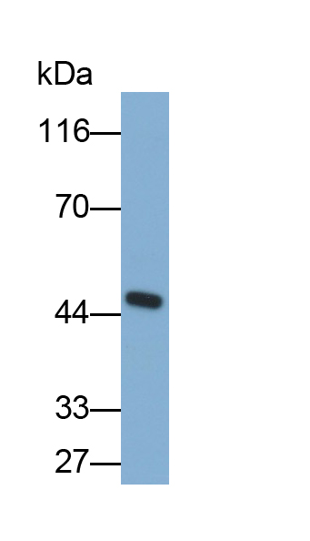 Polyclonal Antibody to Bone Morphogenetic Protein 2 (BMP2)