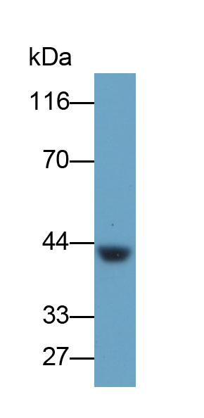 Polyclonal Antibody to Bone Morphogenetic Protein 2 (BMP2)