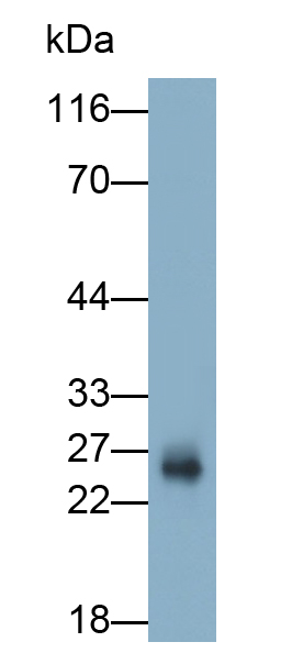Polyclonal Antibody to Factor Related Apoptosis (FAS)