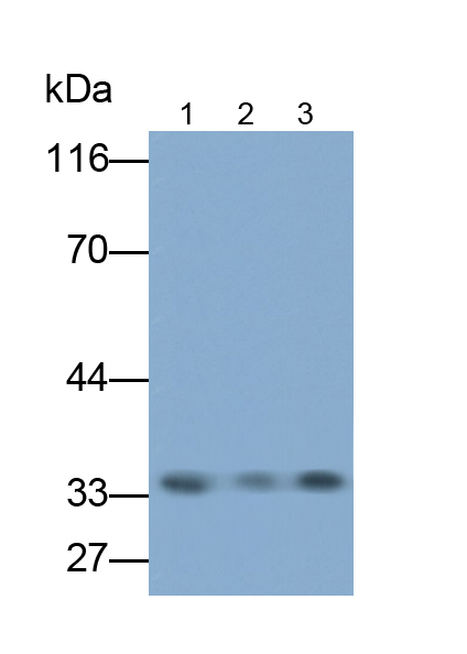 Polyclonal Antibody to Hepatocyte Growth Factor (HGF)