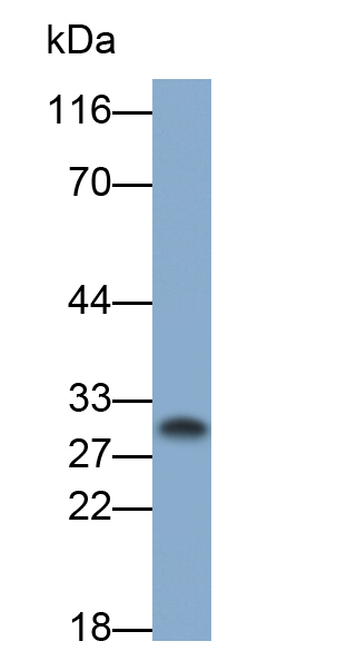 Polyclonal Antibody to Hepatocyte Growth Factor (HGF)