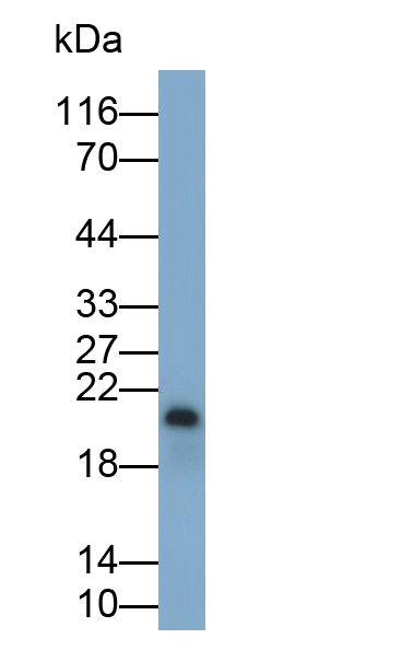 Polyclonal Antibody to Interferon Gamma (IFNg)