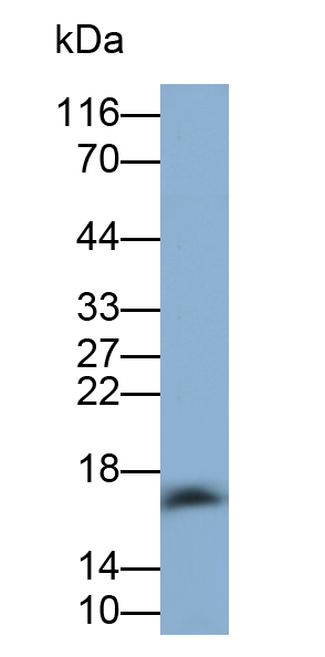 Polyclonal Antibody to Insulin Like Growth Factor 1 (IGF1)