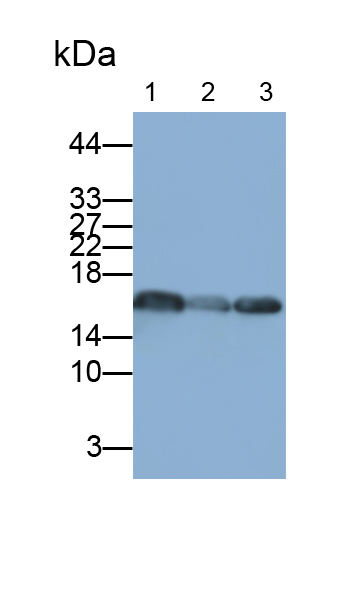 Polyclonal Antibody to Interleukin 10 (IL10)