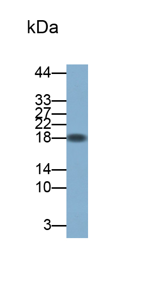 Polyclonal Antibody to Interleukin 17 (IL17)