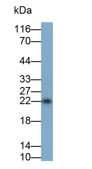 Polyclonal Antibody to Interleukin 18 (IL18)