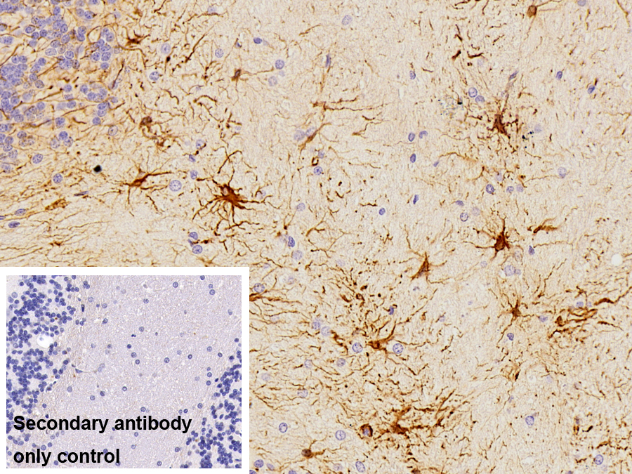 Polyclonal Antibody to Glial Fibrillary Acidic Protein (GFAP)
