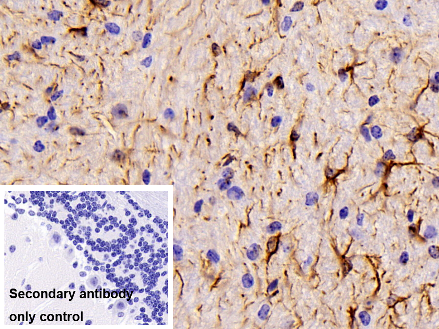 Polyclonal Antibody to Glial Fibrillary Acidic Protein (GFAP)