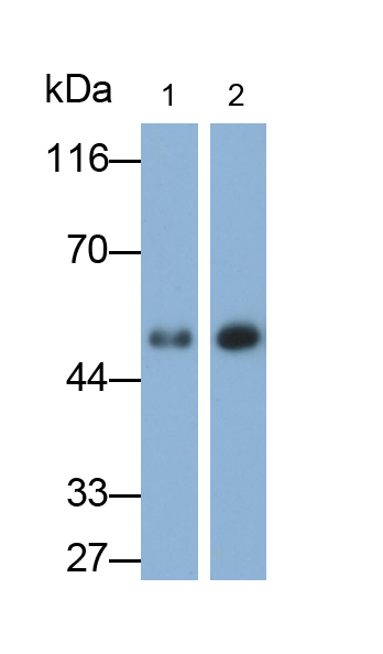 Polyclonal Antibody to Immunoglobulin G1 (IgG1)