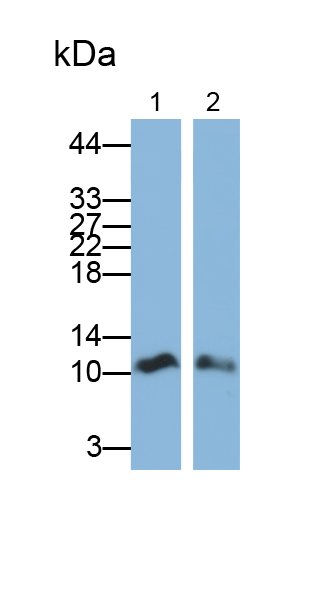 Polyclonal Antibody to Interleukin 3 (IL3)