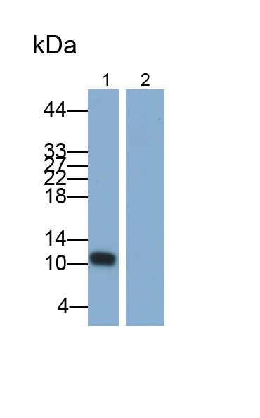 Polyclonal Antibody to Interleukin 8 (IL8)