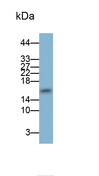 Polyclonal Antibody to Monocyte Chemotactic Protein 1 (MCP1)