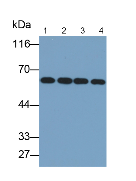 Polyclonal Antibody to Colony Stimulating Factor 1, Macrophage (MCSF)