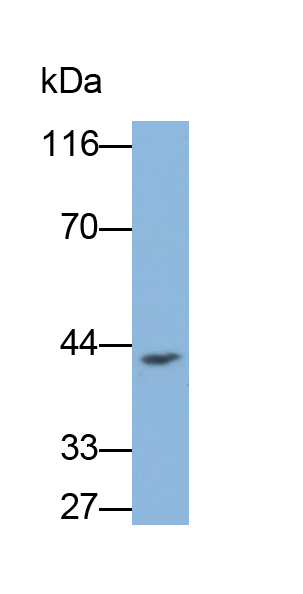 Polyclonal Antibody to Colony Stimulating Factor 1, Macrophage (MCSF)