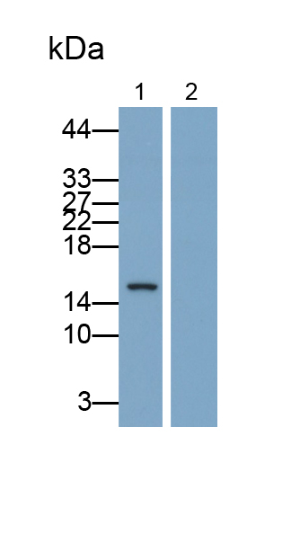 Polyclonal Antibody to Macrophage Inflammatory Protein 3 Alpha (MIP3a)