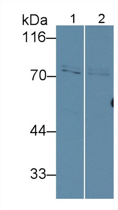 Polyclonal Antibody to Matrix Metalloproteinase 2 (MMP2)