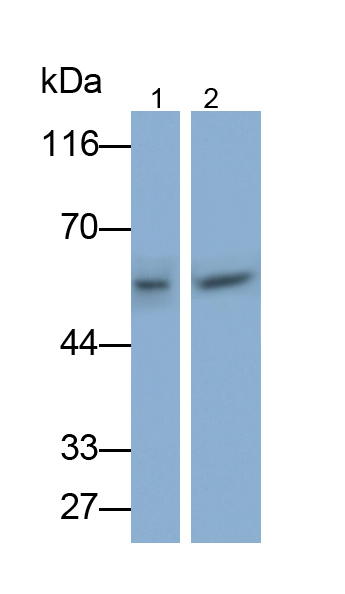 Polyclonal Antibody to Matrix Metalloproteinase 3 (MMP3)