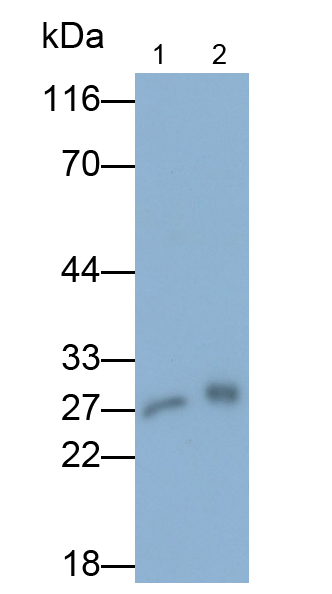 Polyclonal Antibody to Matrix Metalloproteinase 7 (MMP7)