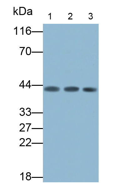 Polyclonal Antibody to Creatine Kinase, Muscle (CKM)