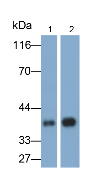 Polyclonal Antibody to Oncostatin M (OSM)