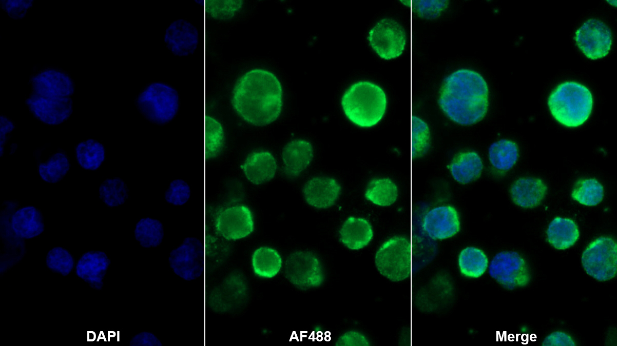 Polyclonal Antibody to Cluster Of Differentiation 40 Ligand (CD40L)