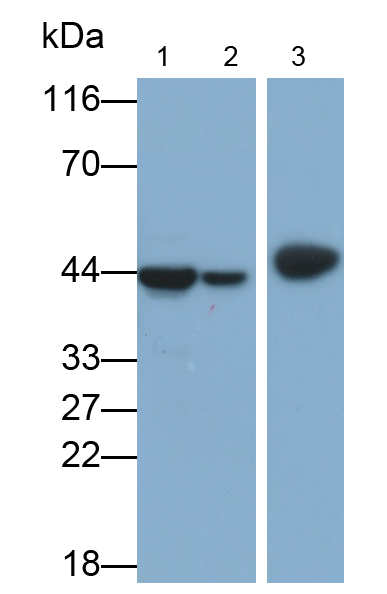 Polyclonal Antibody to Adiponectin Receptor 2 (ADIPOR2)