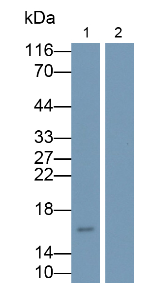 Polyclonal Antibody to Tumor Necrosis Factor Alpha (TNFa)