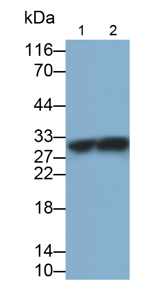 Polyclonal Antibody to Tumor Necrosis Factor Alpha (TNFa)