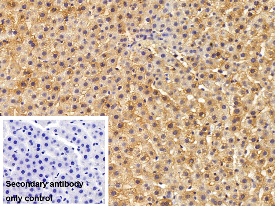 Polyclonal Antibody to Vascular Endothelial Growth Factor A (VEGFA)