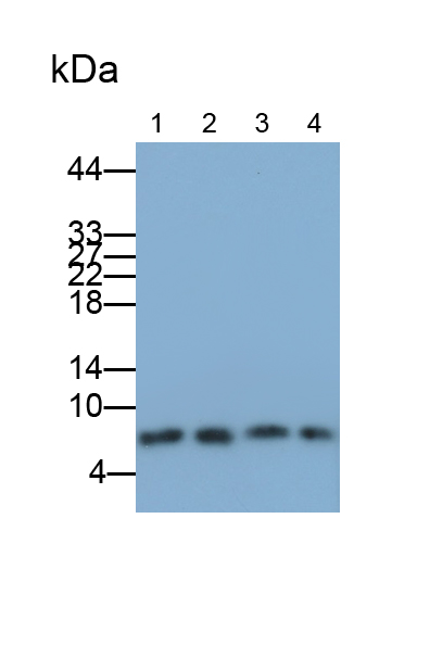 Polyclonal Antibody to Ubiquitin (Ub)