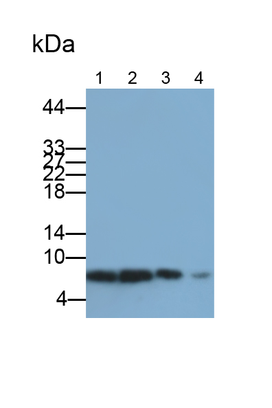 Polyclonal Antibody to Ubiquitin (Ub)