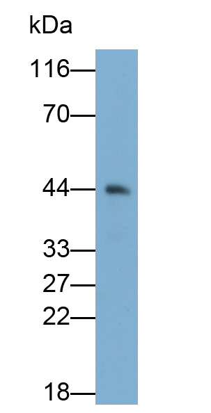 Polyclonal Antibody to Pepsinogen A (PGA)