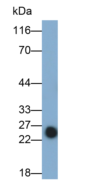Polyclonal Antibody to Pepsinogen A (PGA)