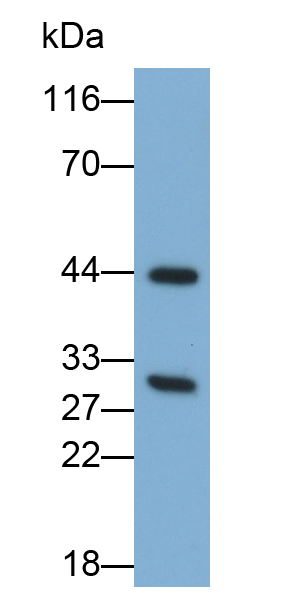 Polyclonal Antibody to Pepsinogen A (PGA)