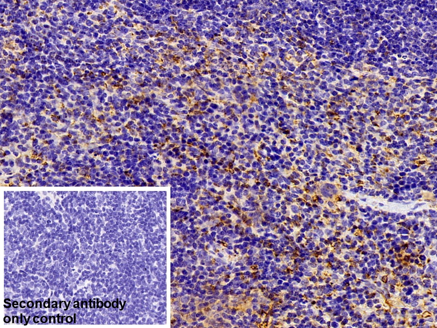 Polyclonal Antibody to Platelet Factor 4 (PF4)